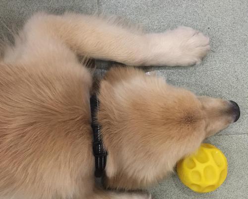 金毛犬上火原因及调理方法全攻略