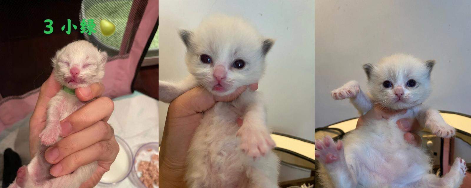 猫咪成长必经之路：从闭眼到爬行的完整发育指南