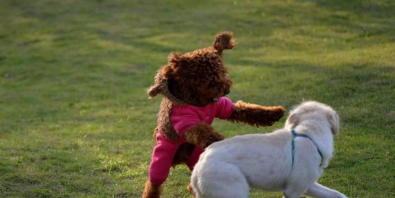 母狗只生雄性幼犬的原因探析，遗传环境多重因素影响性别比例
