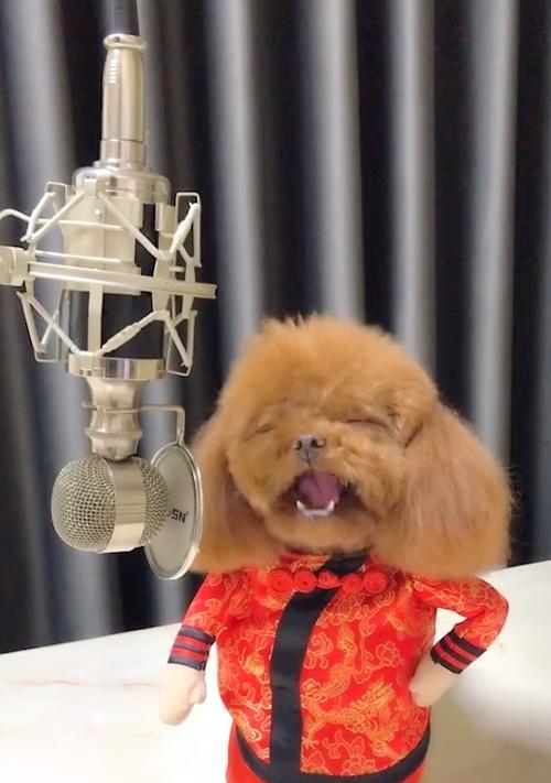 泰迪式设计风格全面解析：温暖可爱的生活美学指南