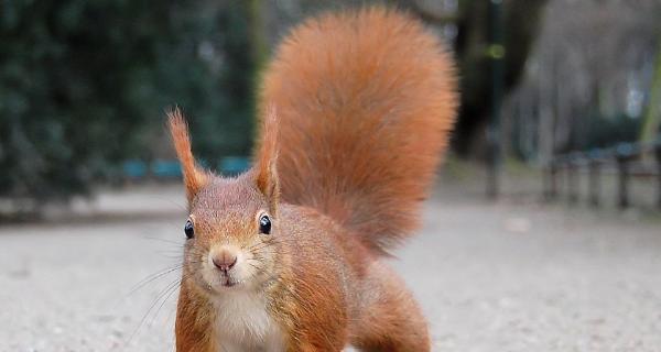 松鼠尾巴狗独特魅力解析：古老犬种的神秘特征与饲养指南