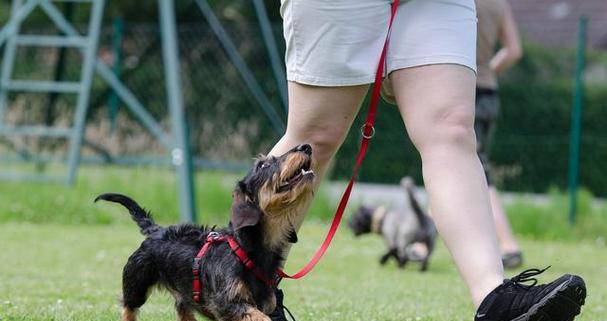 狗狗训练最佳时间选择指南：提升训练效果的关键因素