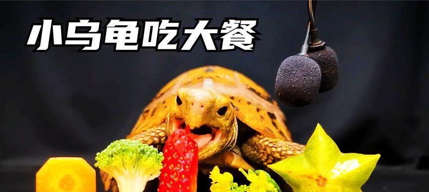 乌龟吃什么食物最健康？全面营养食谱指南