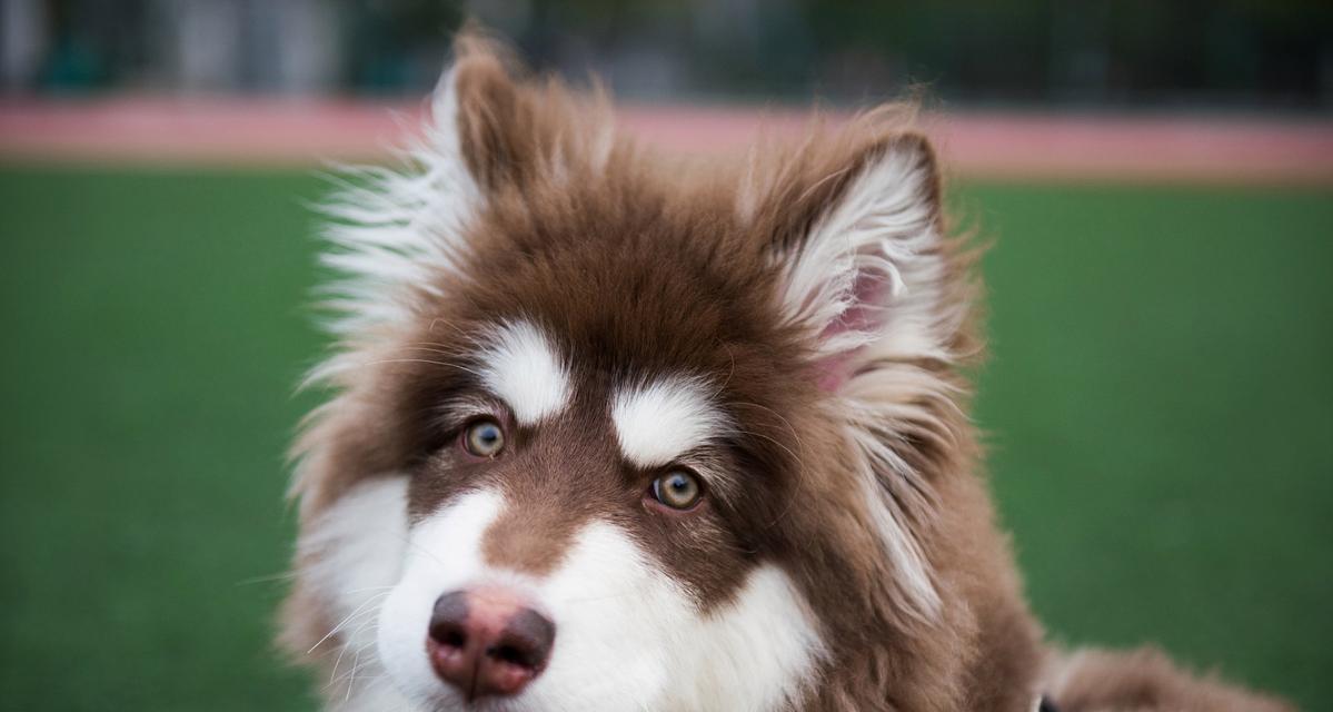 阿拉斯加犬品种特征与养护指南：外貌性格及培育要点全解析