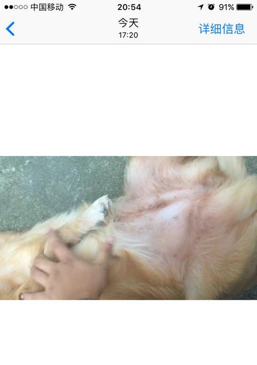 金毛配种后二十天反应全解析，掌握母犬变化规律