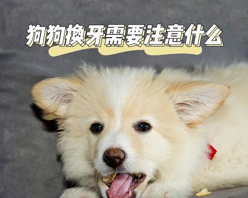 法国斗牛犬换牙期护理指南：15个关键注意事项详解