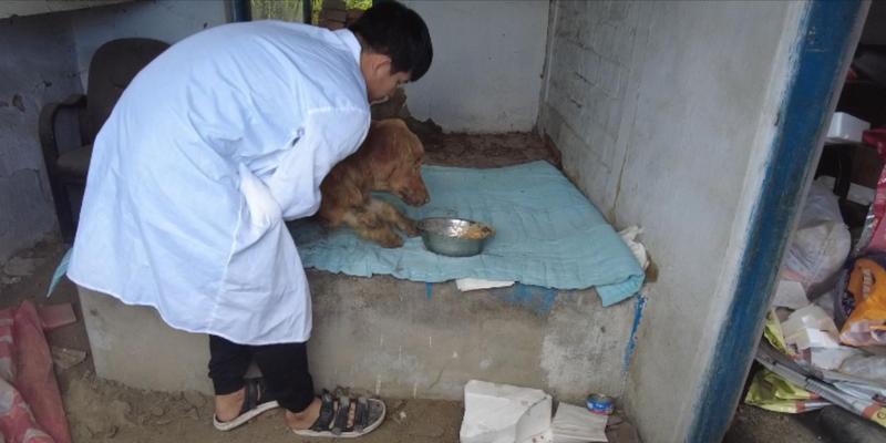 金毛犬瘟病期间饮食禁忌指南，15类危险食物需远离