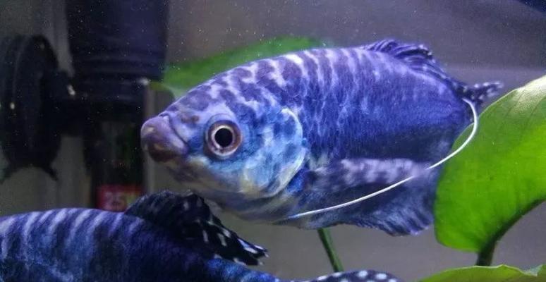 热带鱼中最爱打架的品种有哪些：斗鱼锦鲤等好斗鱼类全解析