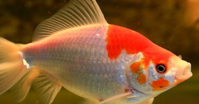 金鱼尾巴消失原因深度解析：环境遗传疾病多因素影响