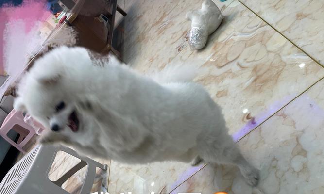 博美犬价格影响因素全解析：如何选择性价比高的爱犬