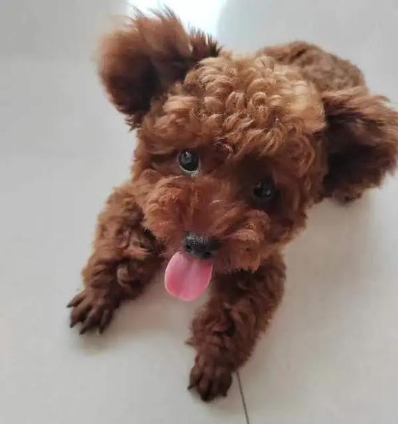 泰迪狗五个月八斤重正常吗？成长发育规律全解析