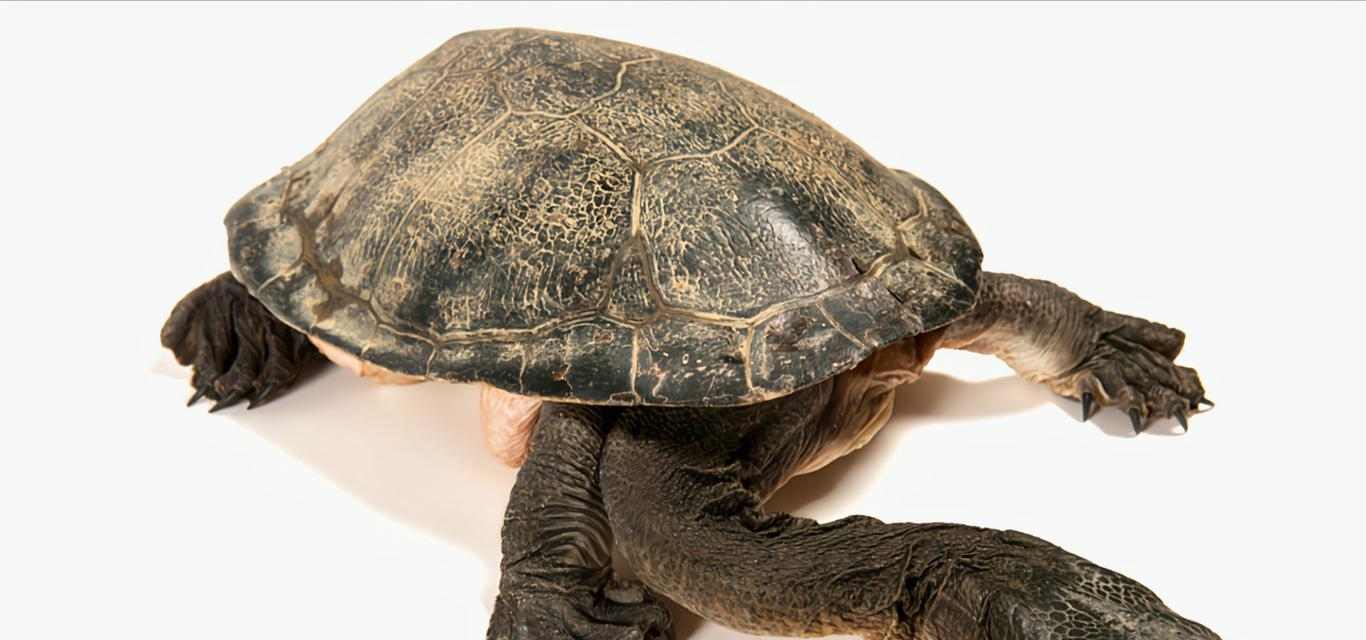 探秘古老生物粗劲龟的神秘世界与生态特征