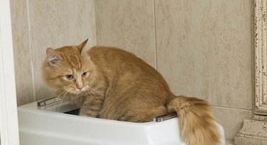 小奶猫不拉屎的15个原因及解决方法详解