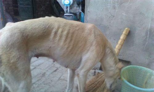 狗流产原因分析及预防措施指南