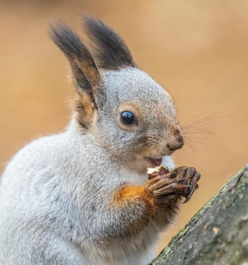 松鼠冬季食物选择策略与储存技巧分析