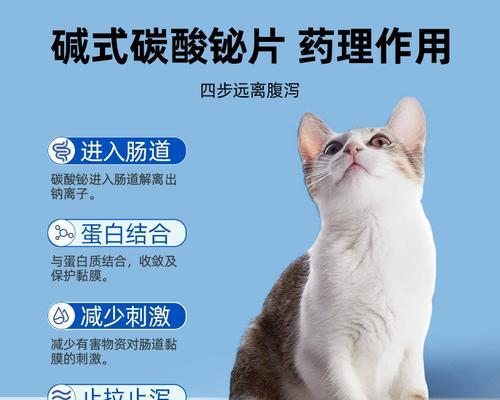 狗狗肚子响怎么办？原因分析与合理用药指南