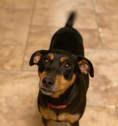 腊肠犬品种特点与养护指南：德国小猎犬全面介绍