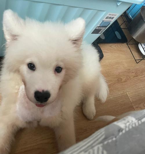 萨摩犬换毛季节护理指南：春季秋季脱毛应对技巧