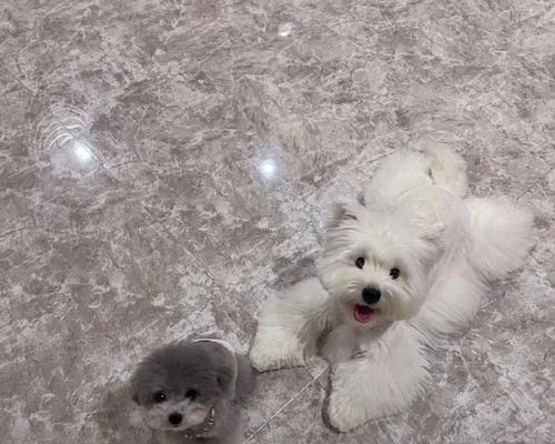 灰色泰迪狗狗的品种特征与饲养指南