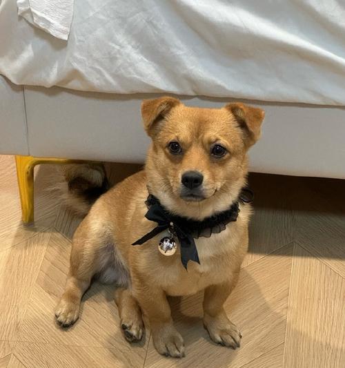 经常出差也能养狗吗？适合商务人士的理想犬种推荐