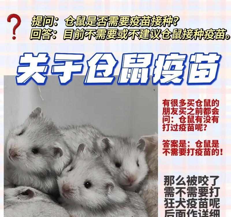 仓鼠为什么咬人及预防方法详解