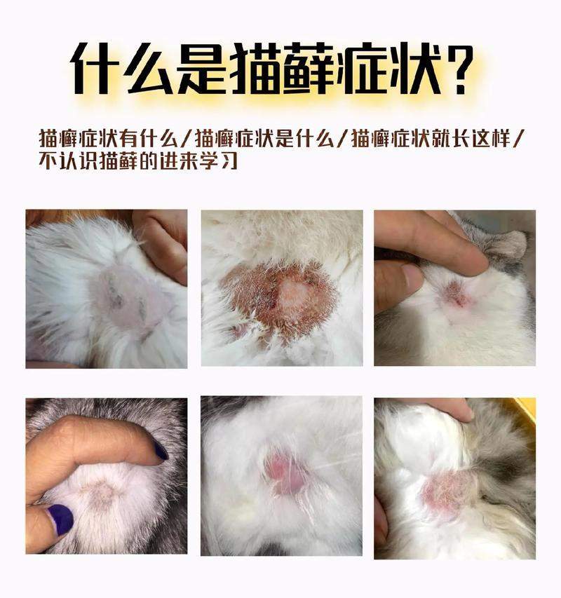猫咪皮藓症状识别与防治指南：有效治疗猫咪皮肤真菌感染