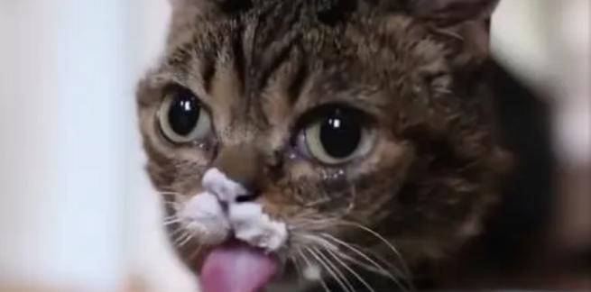 猫咪能否喝酸奶？酸奶对猫咪健康的利弊分析