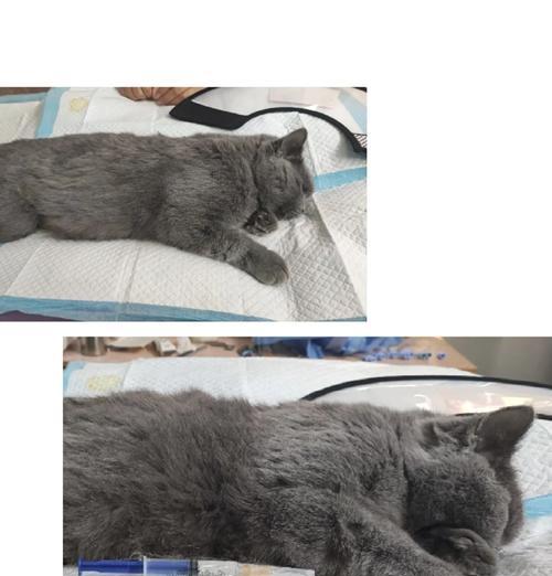 公猫绝育最佳时机选择指南：一岁左右最适宜