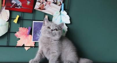 英短猫绝育的15大好处：控制繁殖预防疾病提升健康