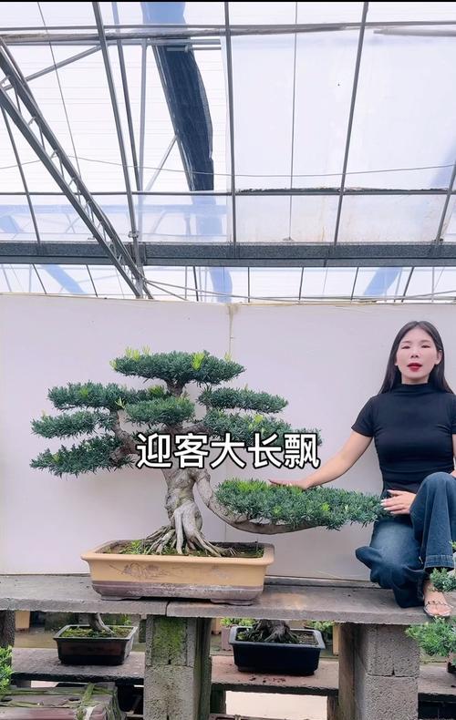 罗汉鱼混养指南：选择合适伙伴打造和谐水族环境