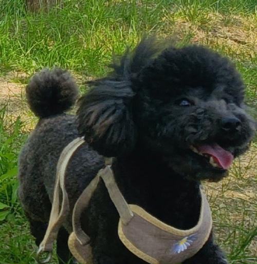 泰迪狗换牙时间表及护理全攻略，助您科学养护爱犬