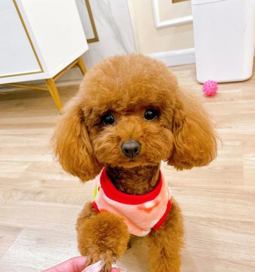 泰迪犬特点性格与养护指南：了解萌宠明星的全面知识