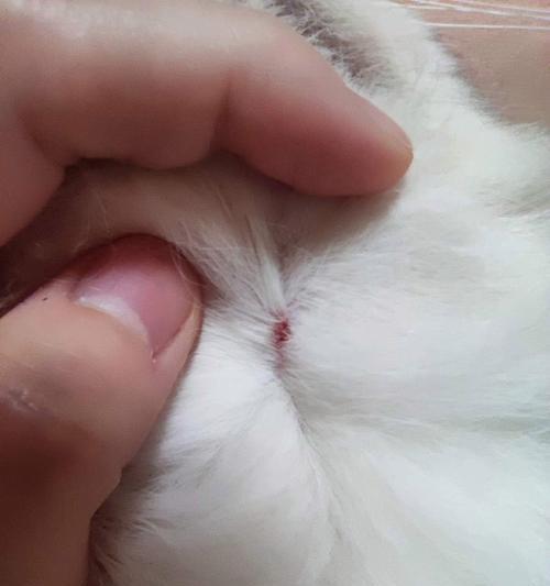 探索小猫咪身上的奥秘：从行为习性到情感表达全解析