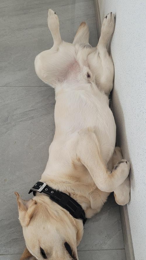 狗为什么喜欢四脚朝天？15个原因揭秘狗狗放松姿势的奥秘