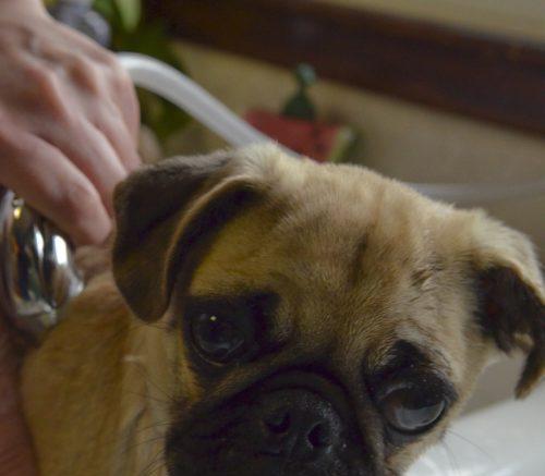 狗狗不叫的原因分析及训练方法指南