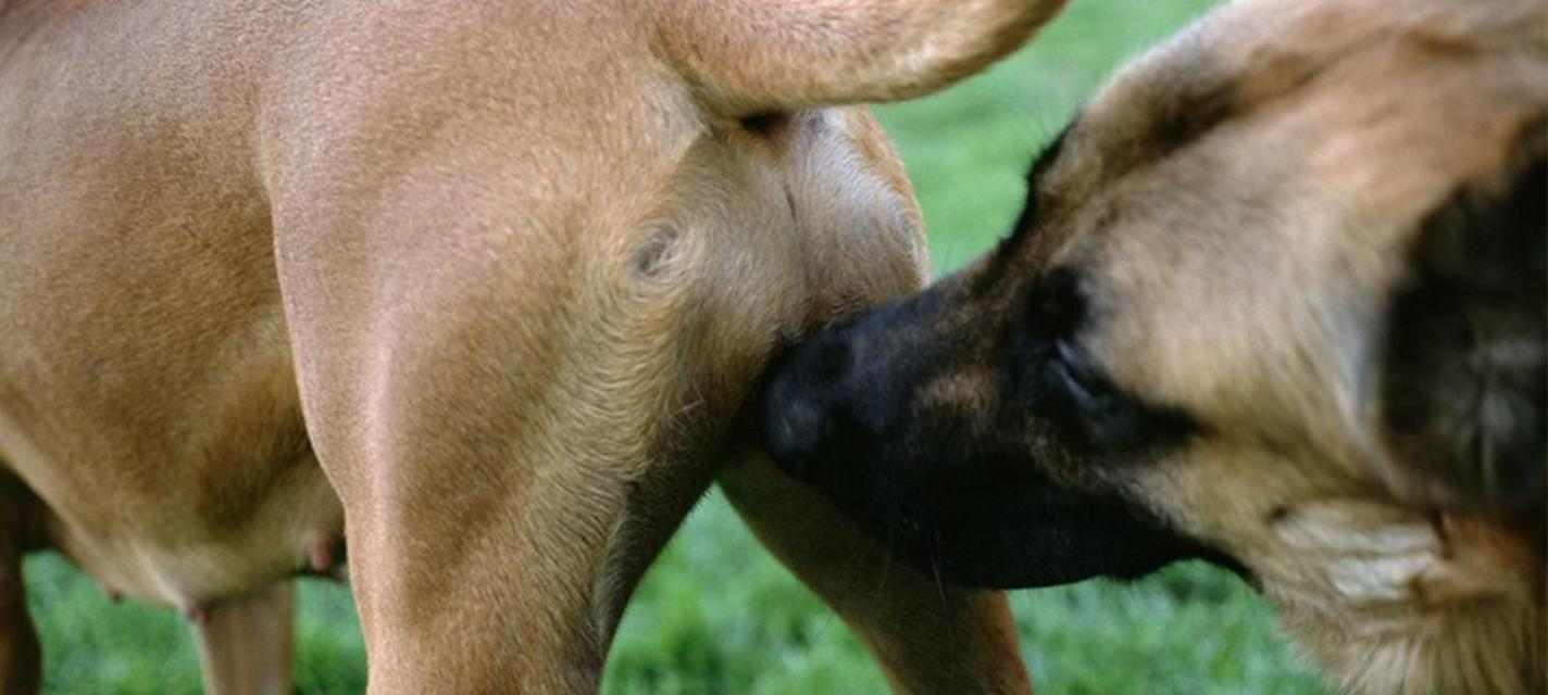 狗为什么喜欢闻女人？揭秘狗狗嗅觉背后的科学原因