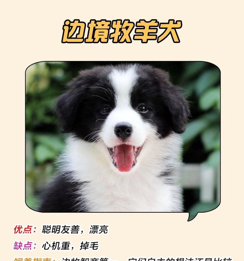 贵宾犬掉毛原因分析与解决方案全攻略