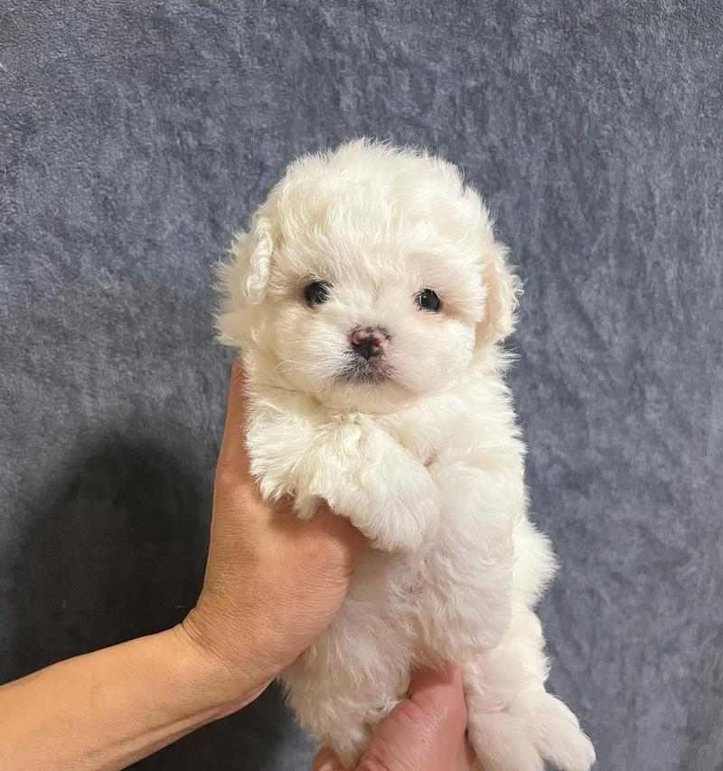 小体比熊养护全攻略：健康快乐成长的关键要点