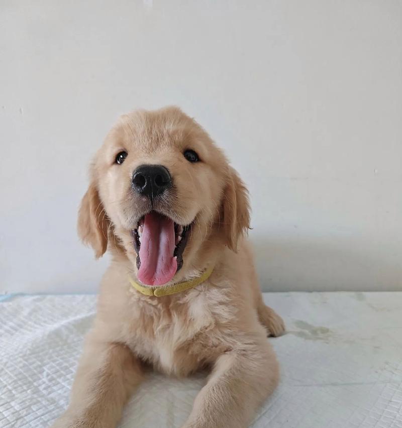 金毛犬出生毛色揭秘：从幼犬到成犬的色彩变化规律