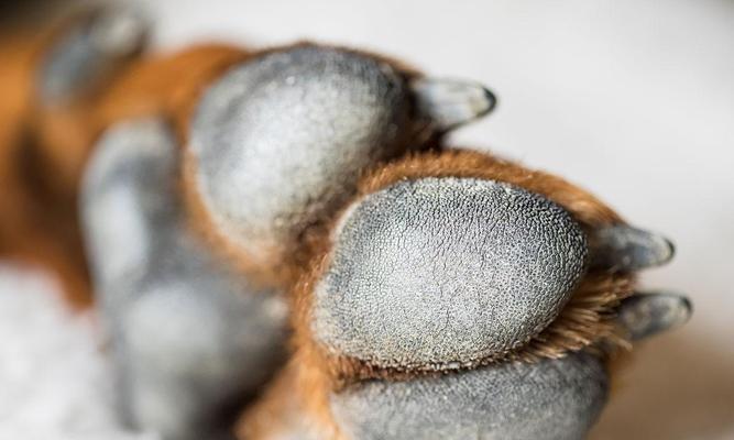 狗爪太长的危害及护理方法，确保爱犬健康行走