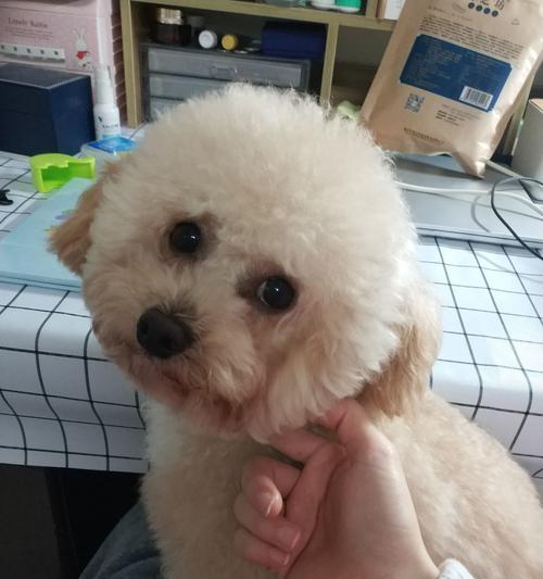 比熊后代小犬品种全解析，了解混血狗狗特点与魅力