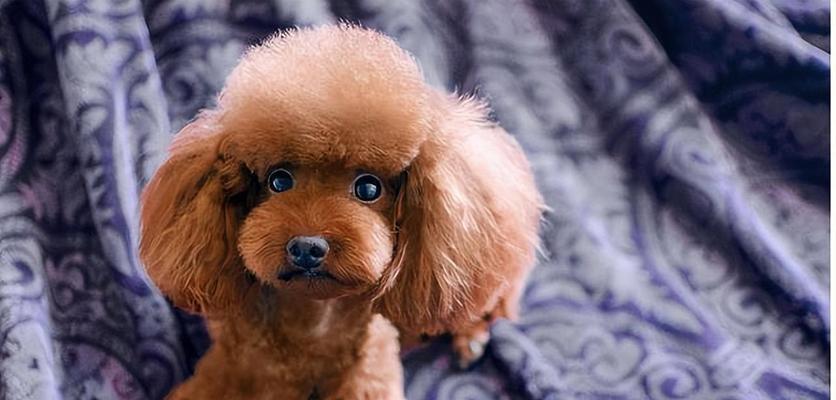 哪些猛犬体味较小？猛犬体味影响因素与解决方法全解析