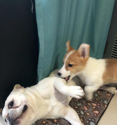 狗耳朵翻了的真相揭秘：生理原因与情绪解读全攻略