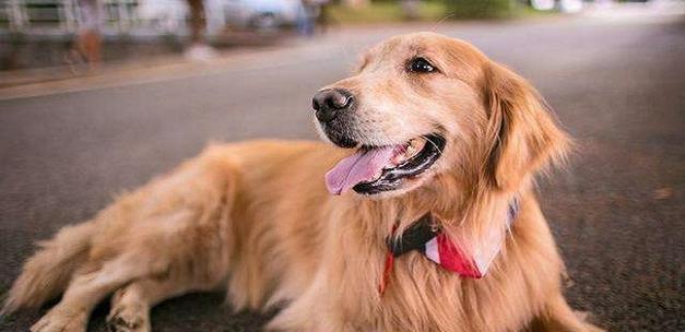 金毛幼犬成长指南：从照顾到训练的全面解析