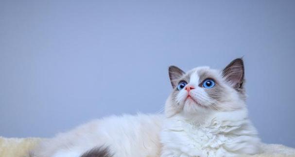 布偶猫幼猫猫粮选择指南：营养需求与选购要点
