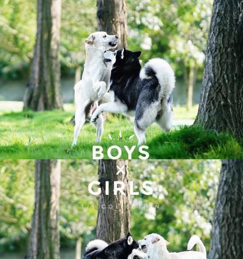 狗狗外出游玩最佳时机选择指南