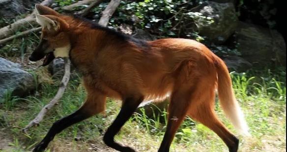 4个月大狗狗频繁露脸的原因分析及应对方法