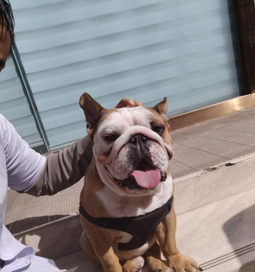 法斗下巴的象征意义与个人形象影响深度解析