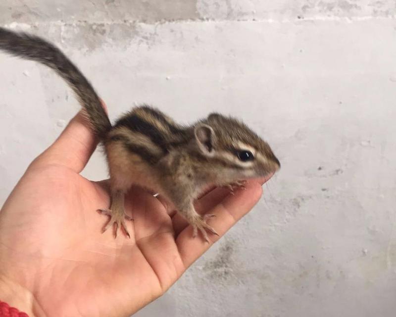 宠物松鼠品种选择与驯养方法指南