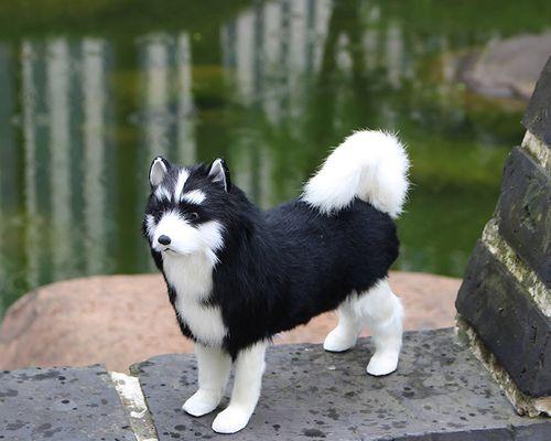 萨摩犬黑毛特征的遗传机制与形成原因深度解析